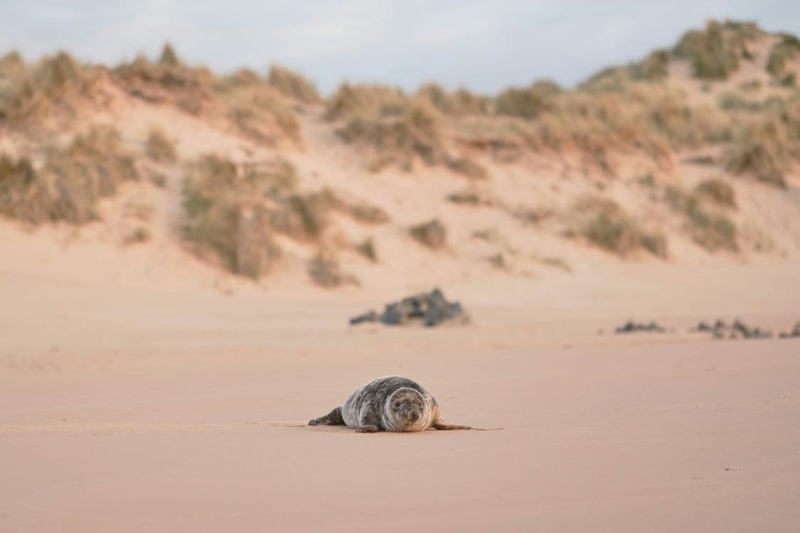 A familiar image of Ellon phone numbers