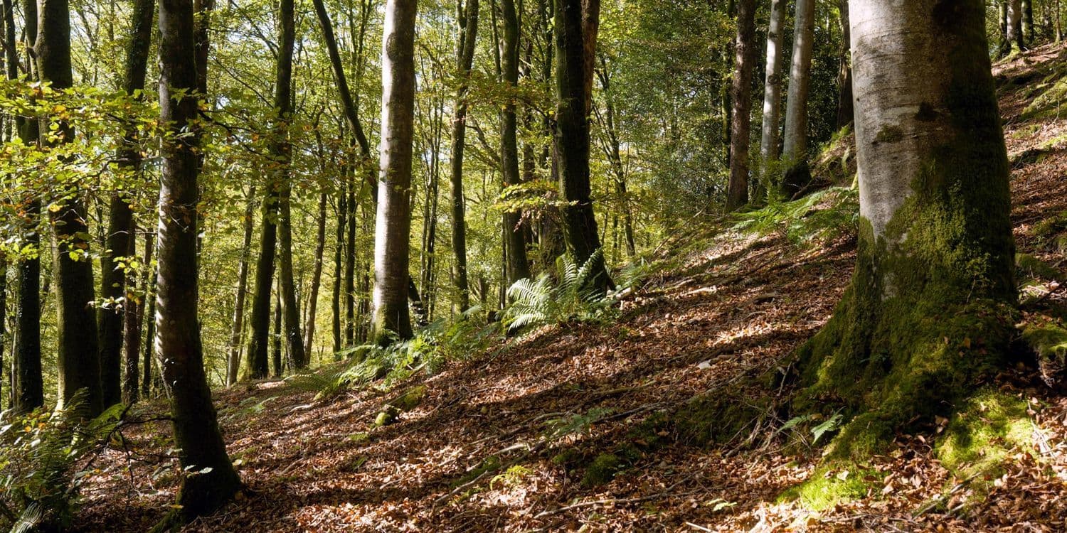 A familiar image of Machynlleth phone numbers